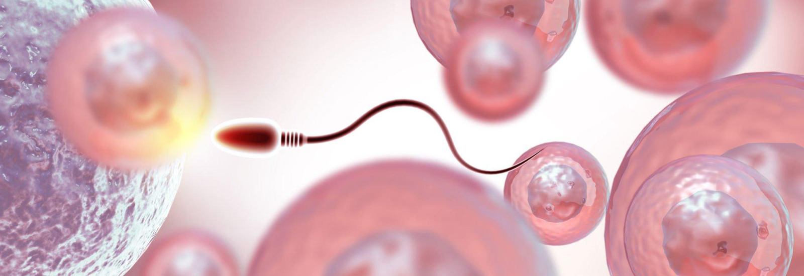 TMS (SPERM MIGRATION AND SURVIVAL TEST)